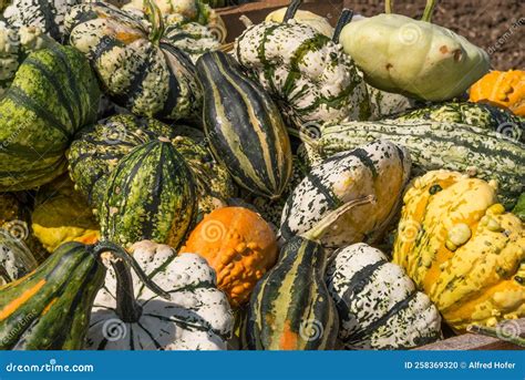 Different Types of Squash - Ornamental Squash and Edible Squash Stock ...