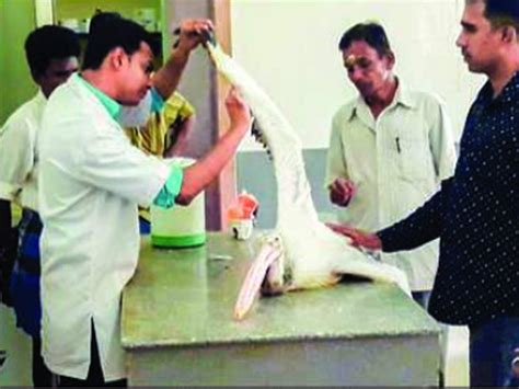 Injured pelican finds a guardian angel in environmental activist ...