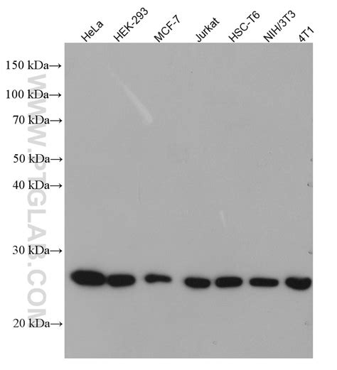 PRDX1 antibody (66820-1-Ig) | Proteintech