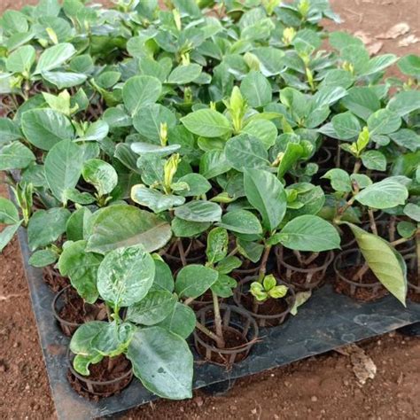 Buy Gardenia Ananta Plant Sapling (1pc) - Rs.149/- Sale Online India ...