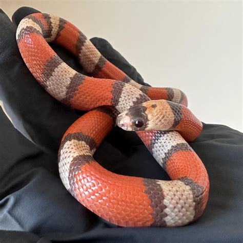 Tri Color Honduran Milk Snake Life On White | Tricolor Hypomelanistic