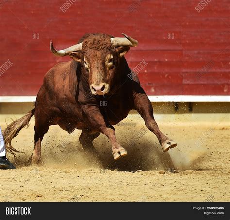 Spanish Bull Face
