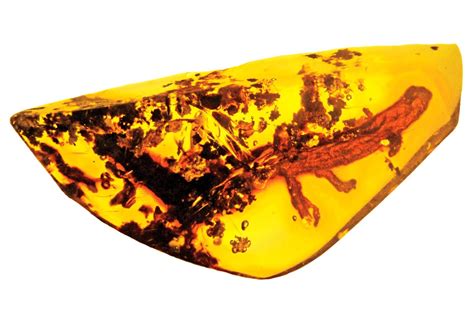 The Eight Most Incredible Fossils Preserved In Amber - Geology In