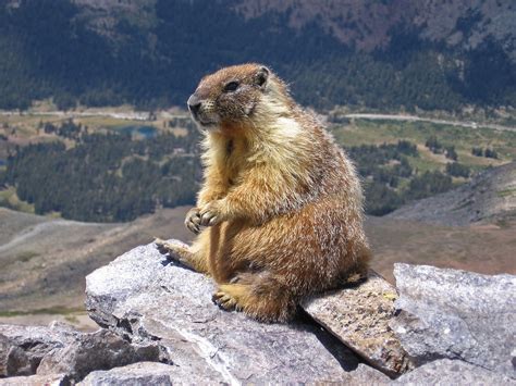 File:Marmot-edit1.jpg - Wikipedia