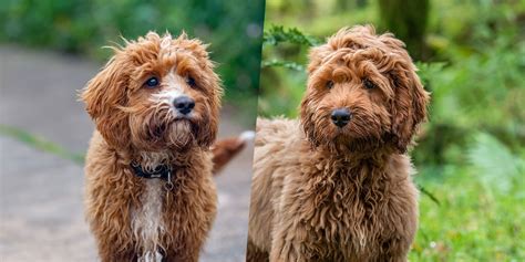 Image result for Cockapoo vs Labradoodle