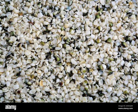 Hemp seeds - superfood packed with omega-3, protein, vitamins ...