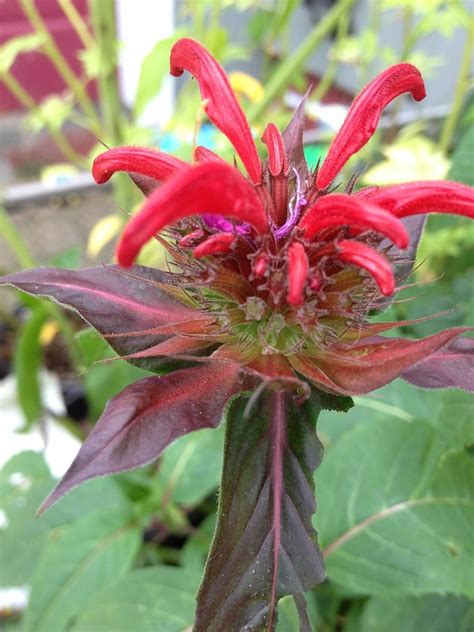 Bee balm leaves - idealomi