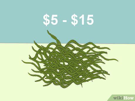 Image result for How Tall Do Java Moss Grow