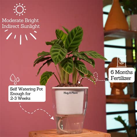 Calathea Zebrina / Zebra Plant - Live Plant (With 5 Inch Self-Watering ...