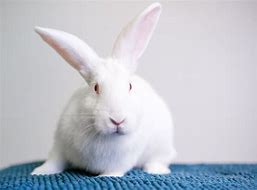 Image result for North American Rabbit