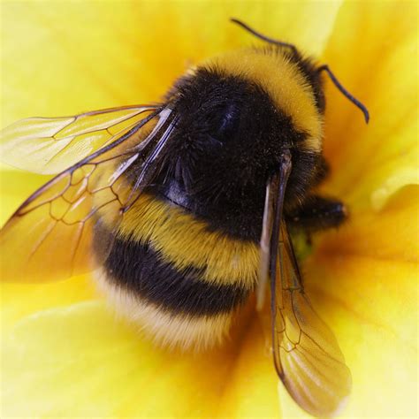 Bumble Bee Insect