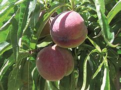 Image result for Dwarf Bonanza Peach Tree