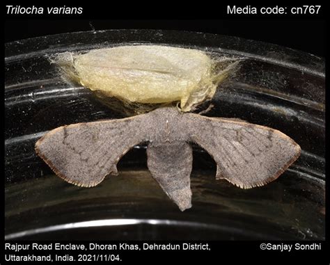 Trilocha varians | Moths