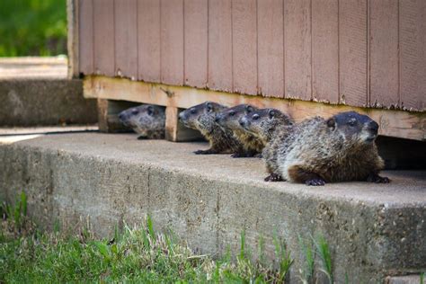 How To Get Rid Of Groundhogs Under Porch | Storables