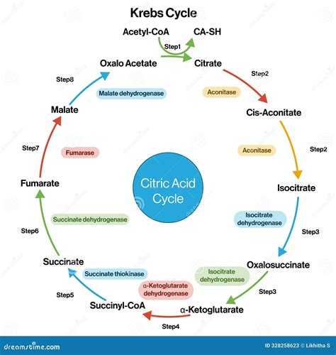 Importance Of Krebs Cycle