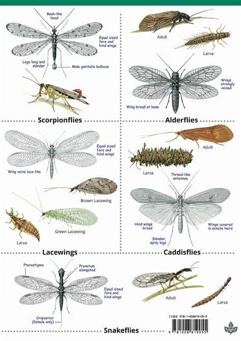 Image result for Insect Guide