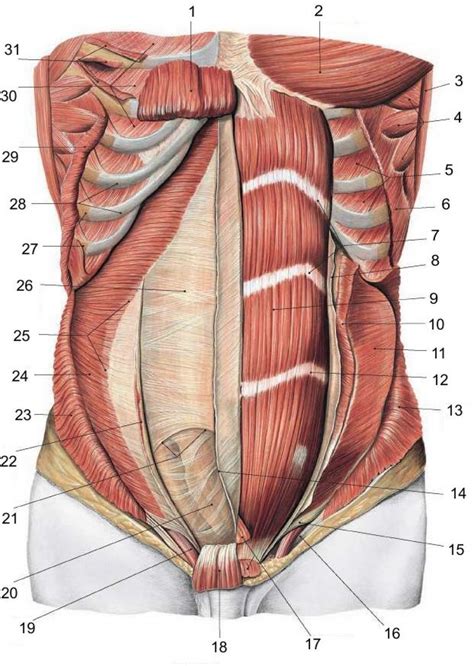 Lower Abdomen Abs