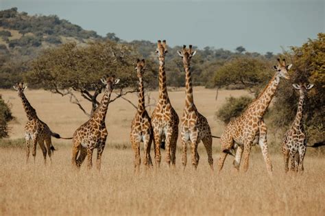 Image result for Monitor Network Python Project