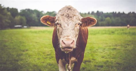 Mach den Kuh-Quiz: Wie viel weißt du über Rindsviecher? | hektar