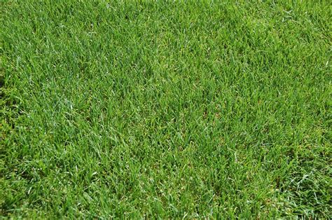 Best Winter Grass Seed Guide For 2024 - A Nest With A Yard