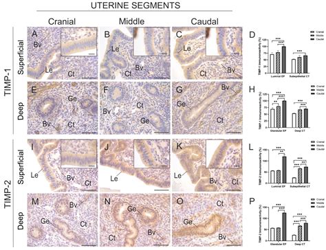 Differential Remodelling of Endometrial Extracellular Matrix in the Non ...
