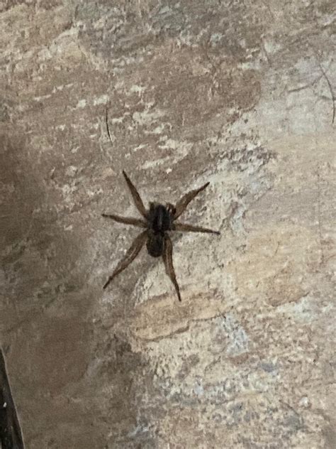 Six legged friend : r/spiders