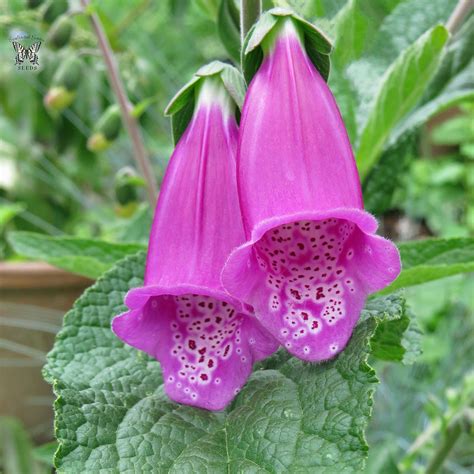 Foxglove Perennial Plants