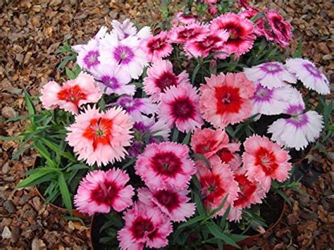CAPPL Dianthus Diana Picotee Mix Flower Seeds, (Qty: 1000 Seeds ...
