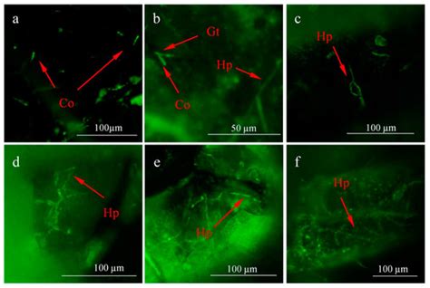 Insecticidal Effect of the Entomopathogenic Fungus Lecanicillium ...