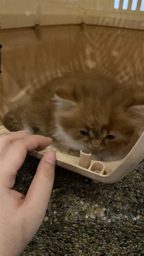 So, I head orange female cats are rare… : r/orangecats