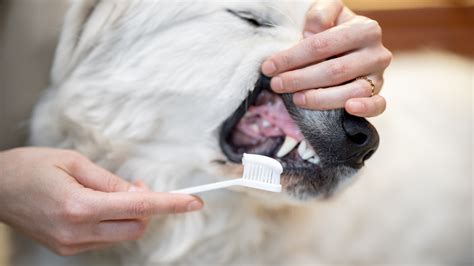 Complete Guide to Dog Dental Health: Tips for Healthy Smiles