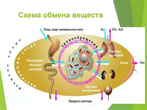 Ассимиляция и диссимиляция. Метаболизм. Лекция 5 - презентация онлайн