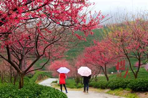 樱花雨下浪漫时刻 上海6个赏樱地推荐