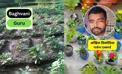 पाला पड़ने से पौधे क्यों सूख जाते हैं? पौधों को पाले से बचाने के लिए ...