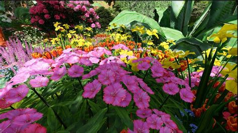 Flower 的图像结果