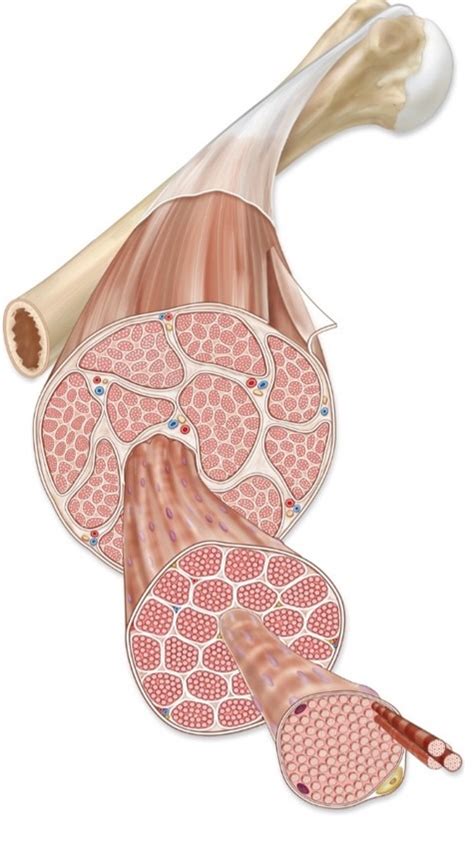 Image result for Skeletal Muscle Functional Unit