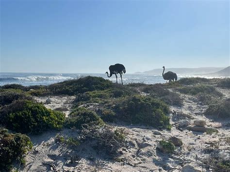 Highly recommended - Reviews, Photos - Howie's Transport - Tripadvisor