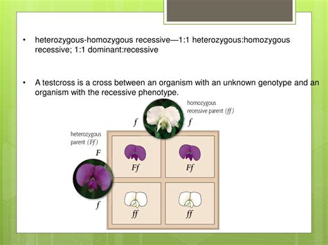 PPT - Heredity PowerPoint Presentation, free download - ID:277569