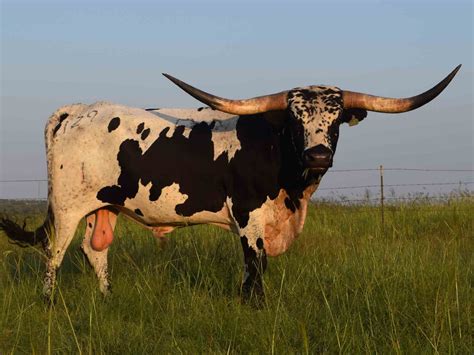 Rocking O Longhorns - texas longhorn cattle for sale Austin, Texas ...