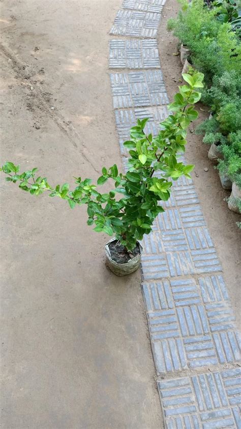 MAAN ORGANIC FARMS hybrid cherry fruit tissue culture live plant 2-3 ft ...