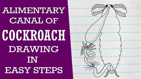 Image result for Digestive System of Cockroach