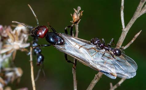 Ants With Wings: 7 Types of Flying Ants Explained
