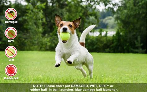 Training Dog On Automatic Fetch Machine 的图像结果