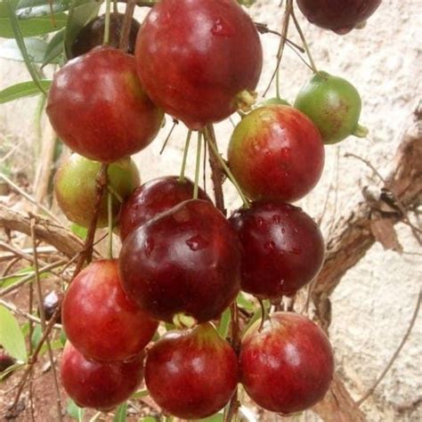 Eugenia gemmiflora Live Plant – veliyathgardens