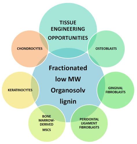 Characterization and In Vitro Cytotoxicity Safety Screening of ...