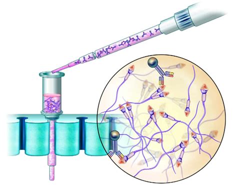 Image result for Magnetically Activated Cell Sorting
