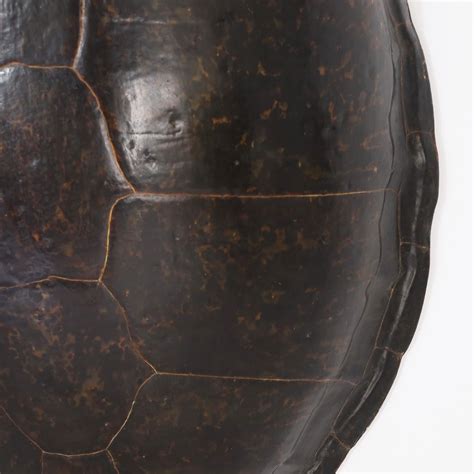 Sea Turtle Shell 的图像结果