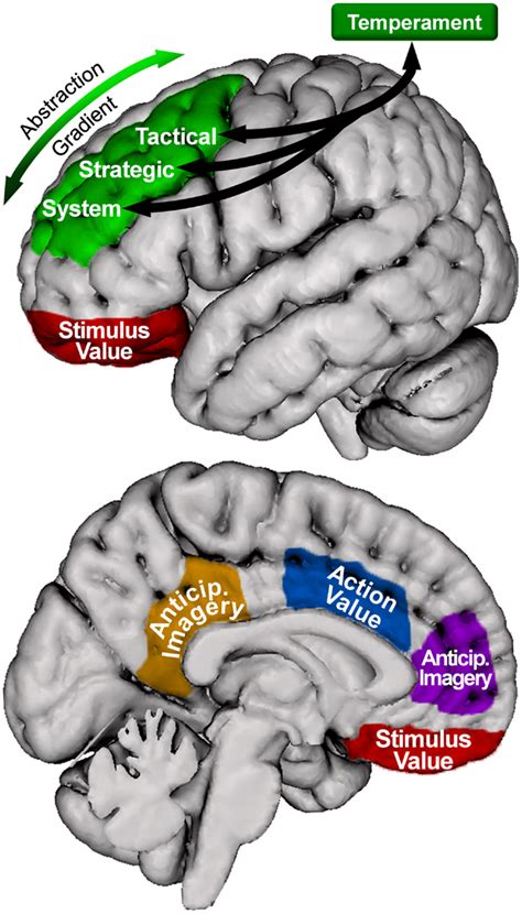 Cingulate Gyrus Function 的图像结果
