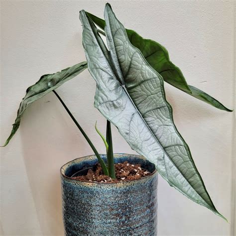 Alocasia heterophylla ‚Dragon‘s Breath‘ | Urban Jungle