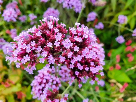Planting Verbena Flower - Verbena Growing Conditions And Care
